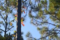 Red and green vine leaves on a pine