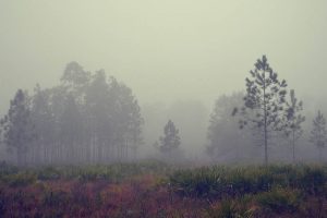 Winter fog at Longleaf Flatwoods Reserve