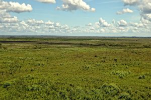 View from observation tower at Paynes Prairie in summer