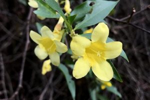 Yellow Carolina Jasmine Blossoms - five pedaled yellow climbing wildflower in Florida