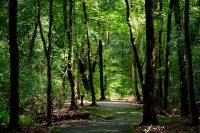 Paved trail through woods at Little Tallapoosa Park
