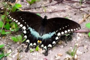 Eastern Black Swallowtail - black and blue butterfly with white spots