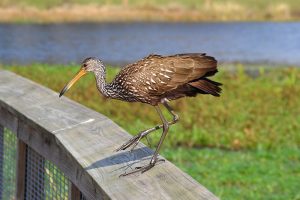 This limpkin with long, orange beak and speckled, brown plumage swoops down upon the boardwalk just to say hello