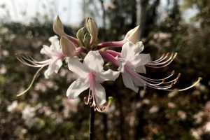 Wild azalea - pinxter azalea, Rhododendrum canescens - blooms in March with 5 white petals and elongated, pink pistils