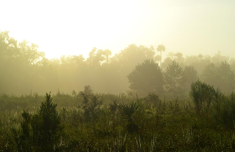 Sunrise in Mist at Silver Springs Forest near Ocala, Florida