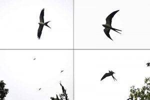 Swallow-Tailed Kites in flight