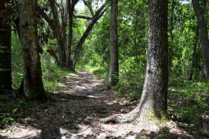 A nice section of trail at Bivens Arm Nature Park in Gainesville, Florida