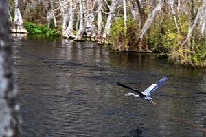 Great Blue Heron Takes Flight at River Trail