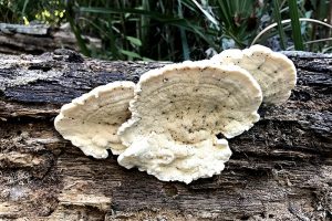 This white conk fungus is sometimes referred to as a tree bracket fungus - cool textures