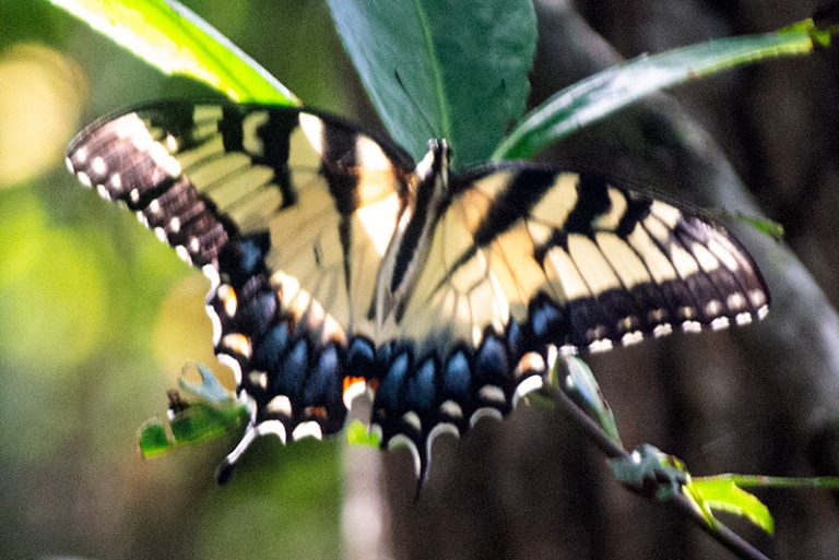 North Central Florida Butterfly and Insect Identification Bryan Berg