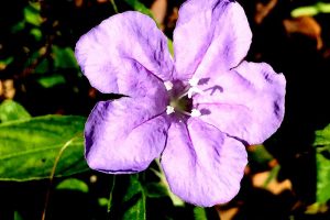 Carolina Petunia – Ruellia caroliniensis, 5 blue or violet petals, white stamen