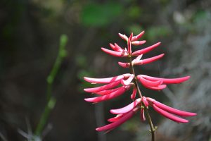 Coral Bean - Erythrina herbacea, tall stem, coral or pink bean shaped flowers, attracts hummingbirds