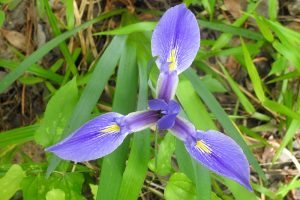 Dixie Iris - Iris hexagona