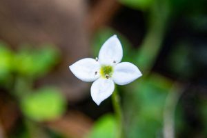 Innocence - Houstonia procumbens