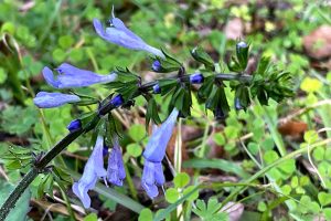 Lyreleaf Sage - Salvia lyrata