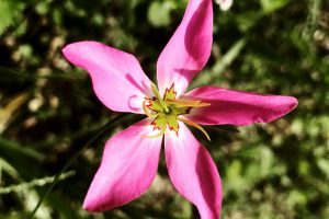 Marsh Pink - Sabatia grandiflora, small, five petal flower with yellow center and red outline