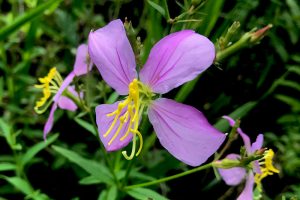 Meadow Beauty - Rhexia-virginica, four veined purple petals, long yellow stamen