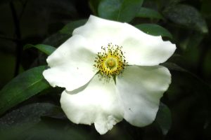 Cherokee Rose - Rosa laevigata