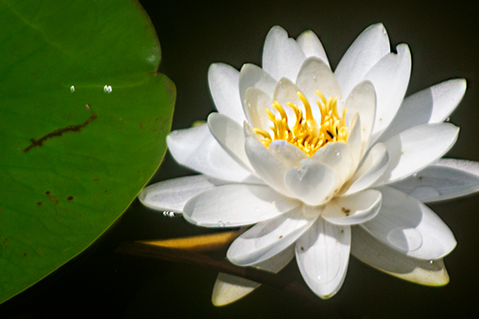 White Water Lily - nymphaea odorata