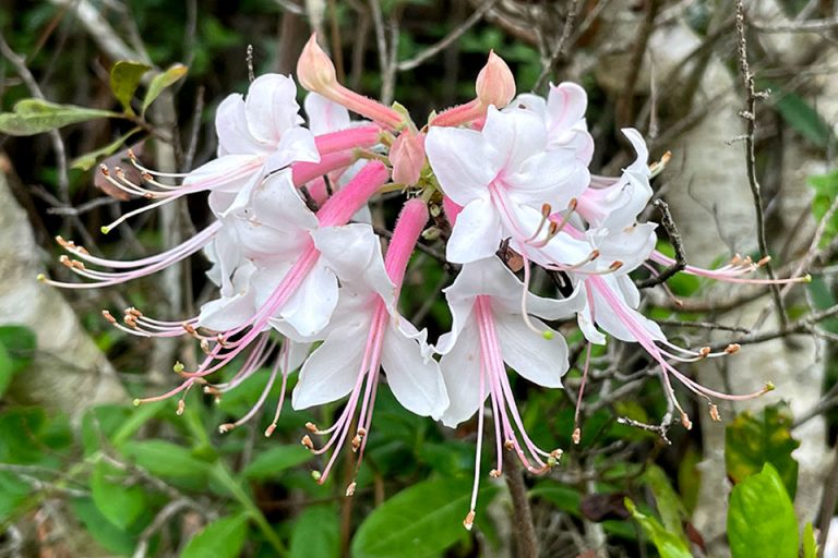 Central Florida Wildflower Field Guide - Bryan Berg
