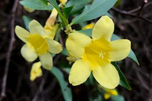Yellow Carolina Jasmine-Gelsemium -sempervirens, vine in trees, five yellow petals, yellow center, and long stamen