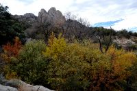 Autumn Foliage in High Desert