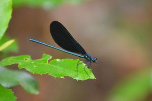 Ebony Jewelwing Damselfly (male) has a dark blue body and midnight blue or black wings but no white spot as the female has