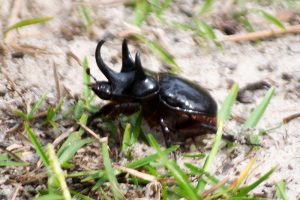 Elephant Beetle or ox beetle is a black, lumbering beetle with three horns, two short horns and a long middle horn