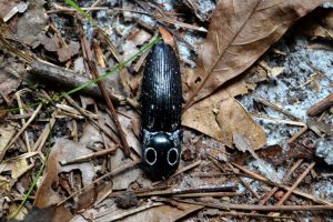 Eyed Click Beetle is a black beetle with two white circles on its head that look like eyes found on forest floors in Florida