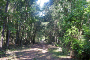 Trail at Barr Hammock Preserve South