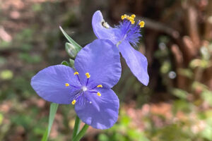 Blue Jacket, Ohio Spiderwort - radescantia ohiensis, Commelinaceae