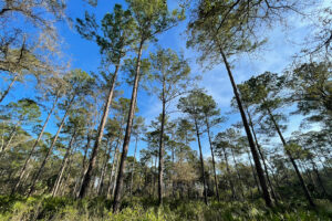 Longleaf Pine at Caravelle Ranch WMA