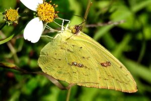 Cloudless Sulphur Butterfly - Phoebis sennae