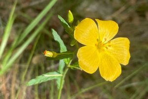florida yellow flax Linum floridanum