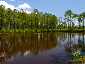 Pond in summer at Florida Trail at Buckman Lock and FL 19, Palatka