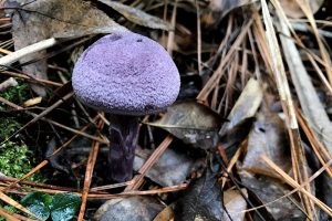 Purple Seating or Laccaria amethystina - purple mushroom growing in winter in Florida