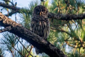 Barred Owl in Florida