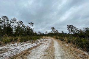 Hiking Price's Scrub State Park in Micanopy, FL