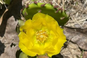 Prickly Pear Cactus - Opuntia austrina