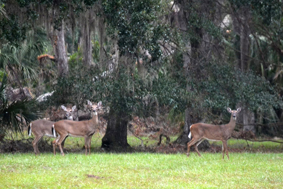 Deer at Princess Place Preserve, Florida