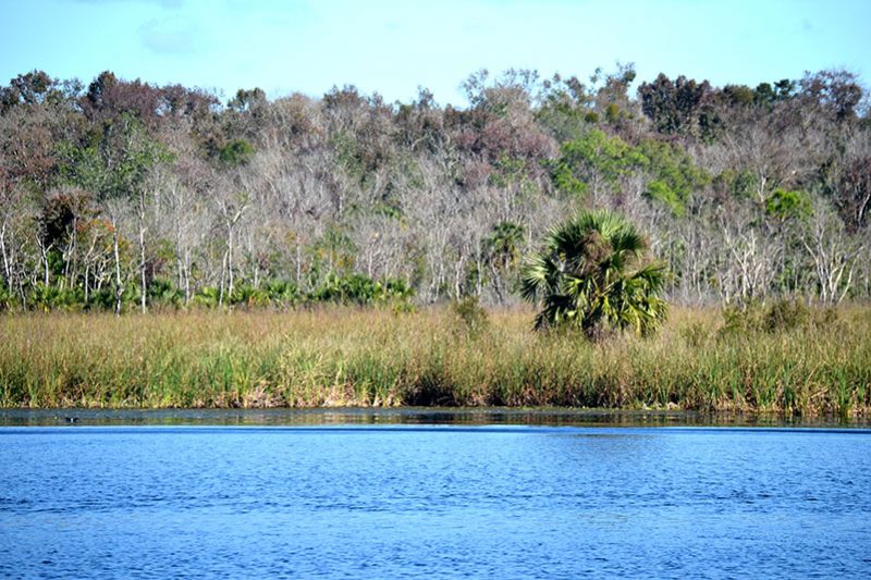 Salt Springs Observation Trail Bryan Berg