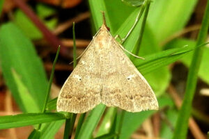 Speckled Renia Moth - Renia adspergillus
