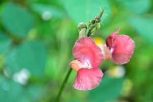 Sweet Pea - Lathyrus-odoratus, butterfly or popcorn shaped, pink