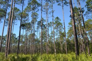 The trails morph quickly from old growth, leafy evergreens to open fields of longleaf pine