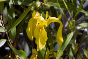 Yellow Flag, Water Flag - Iris pseudacorus