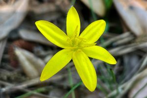 Common Goldstar or Yellow Star Grass - Hypoxis hirsuta