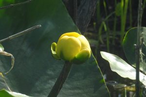 Yellow Water-Lily - Nuphar lutea